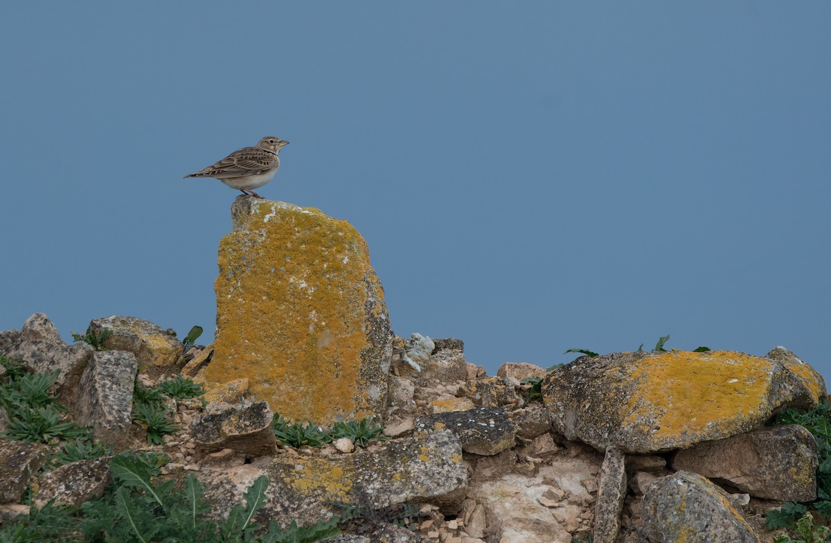 Calandra Lark - ML646984170