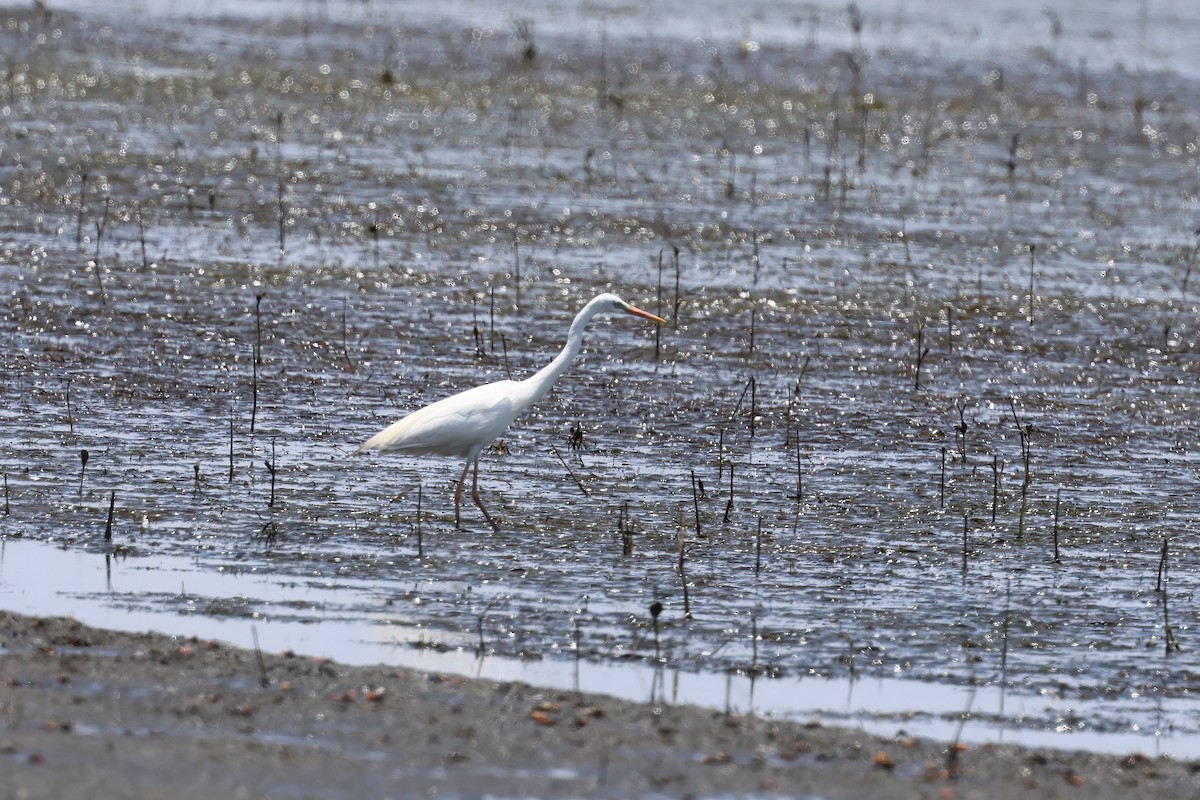 Plumed Egret - ML646984176