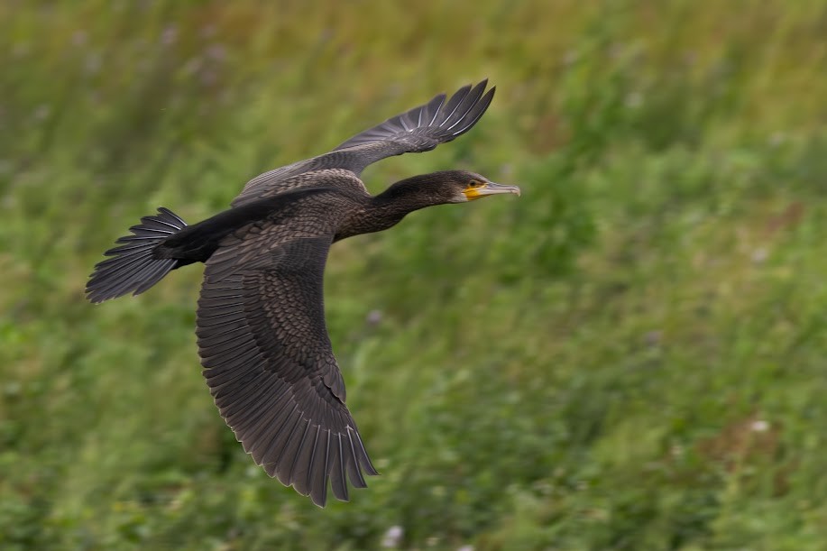 storskarv - ML646984183