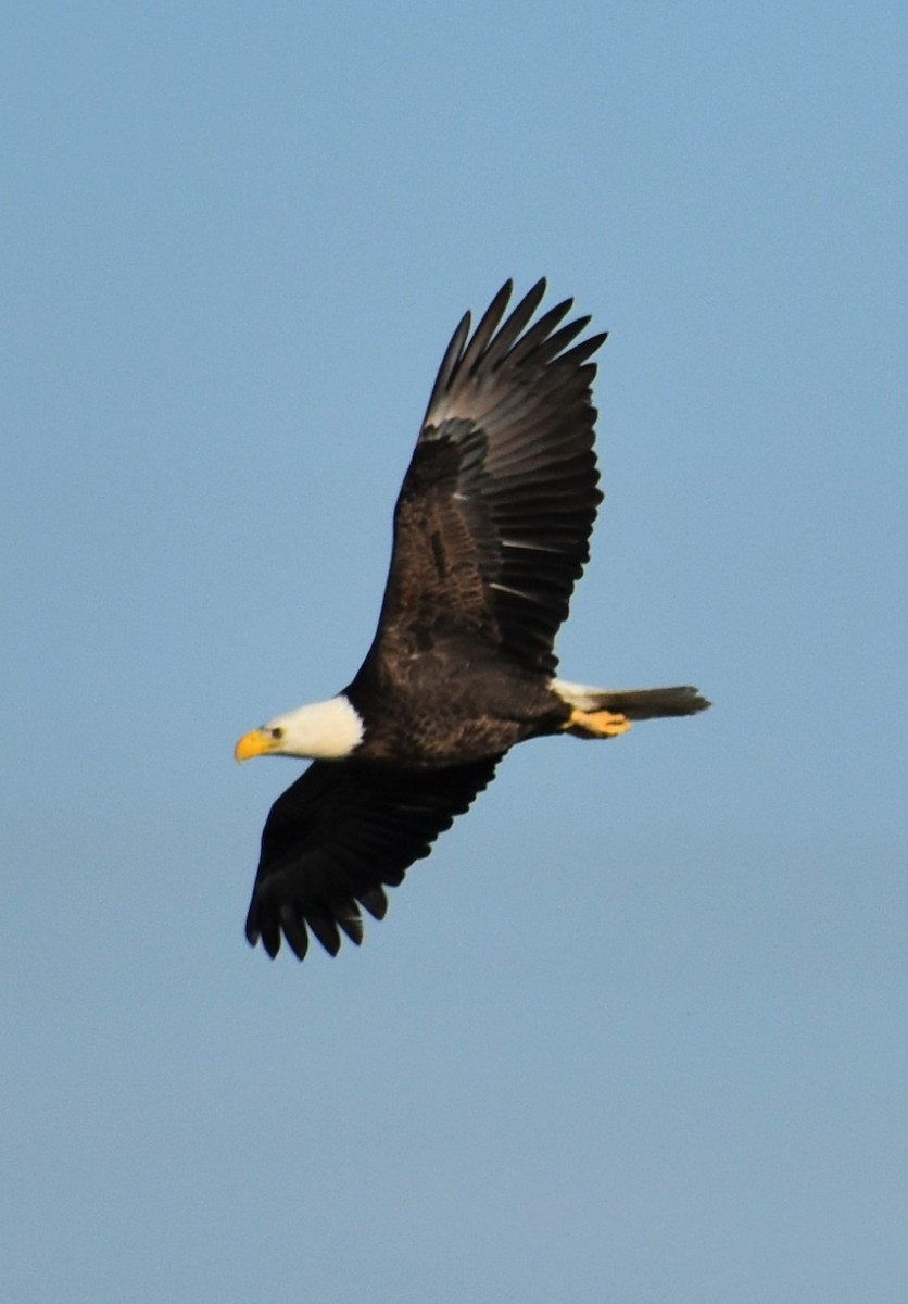 orel bělohlavý - ML646984194