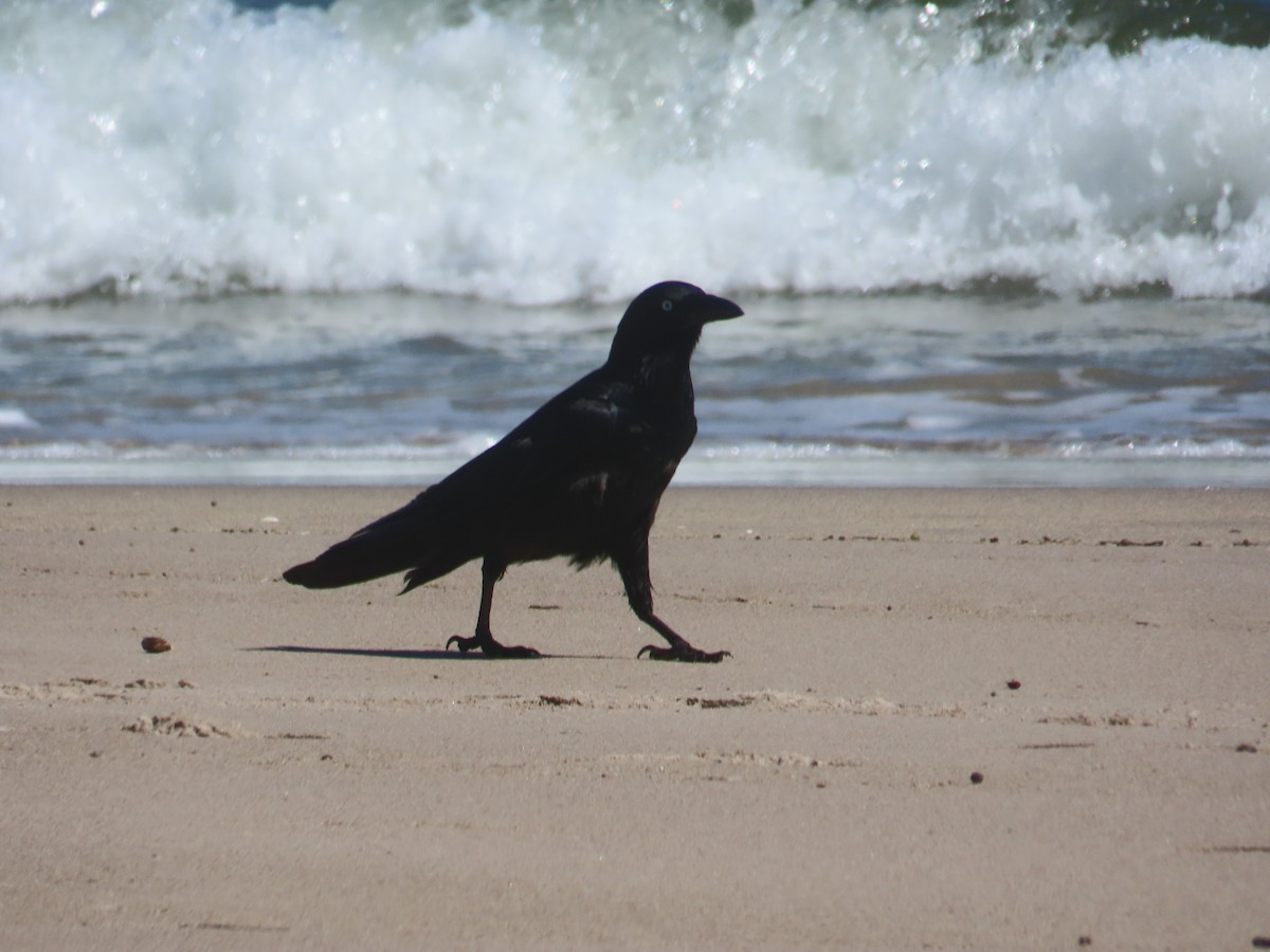 Australian Raven - ML646984196