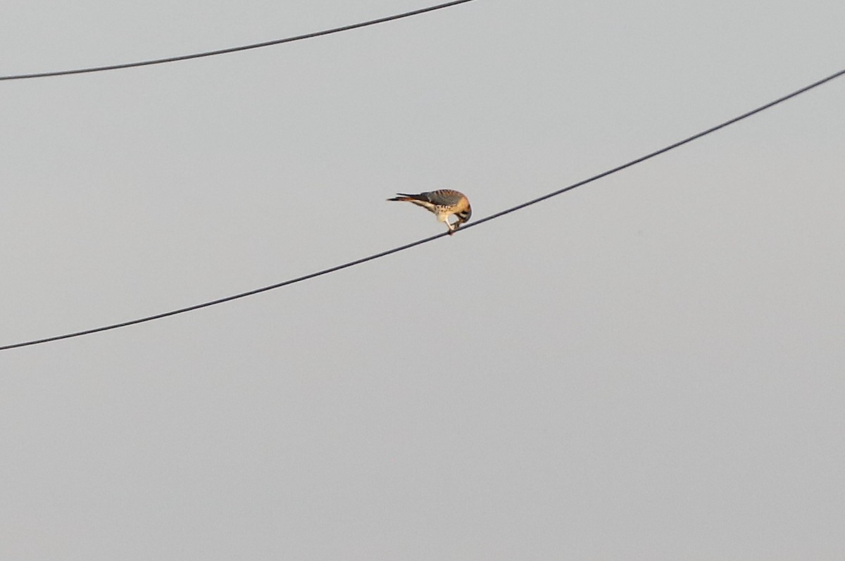 American Kestrel - ML646984198
