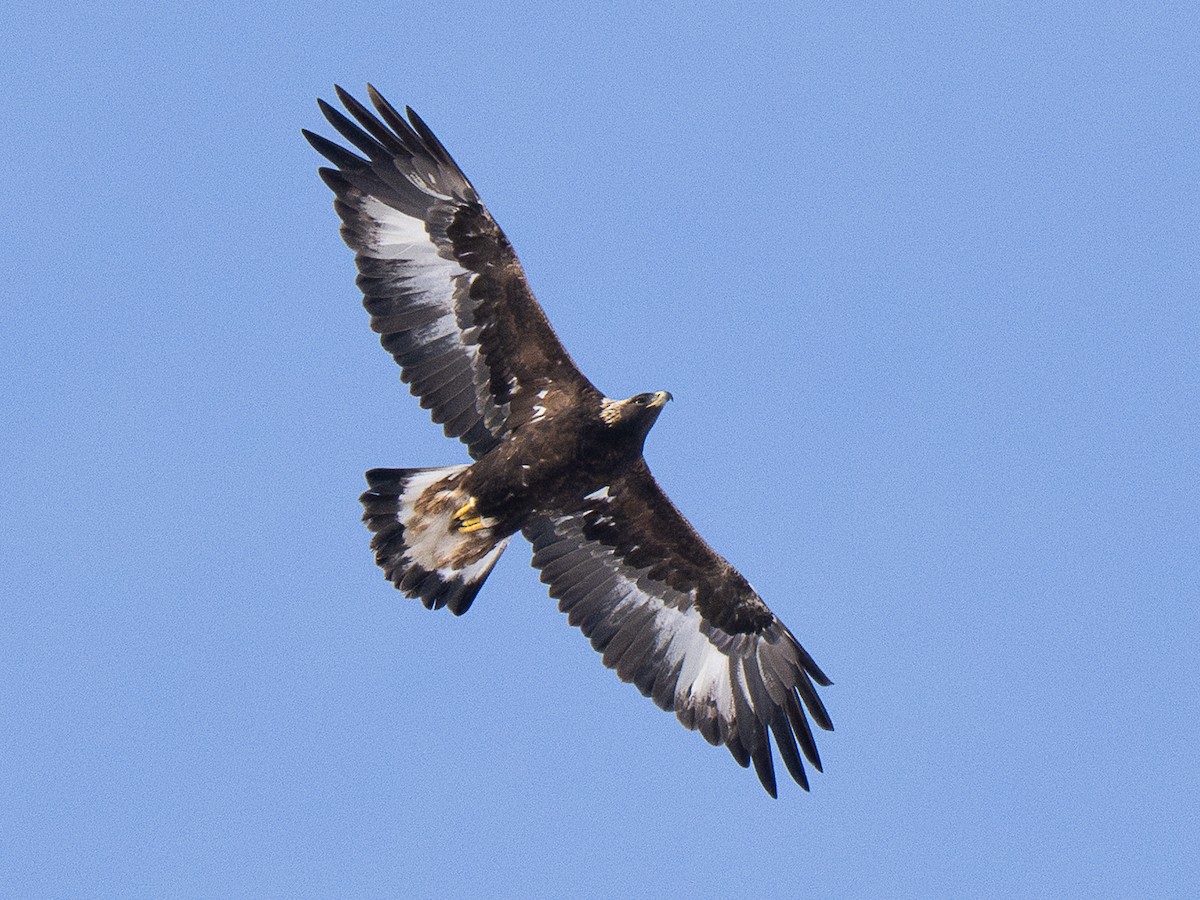 Arrano beltza - ML646984206