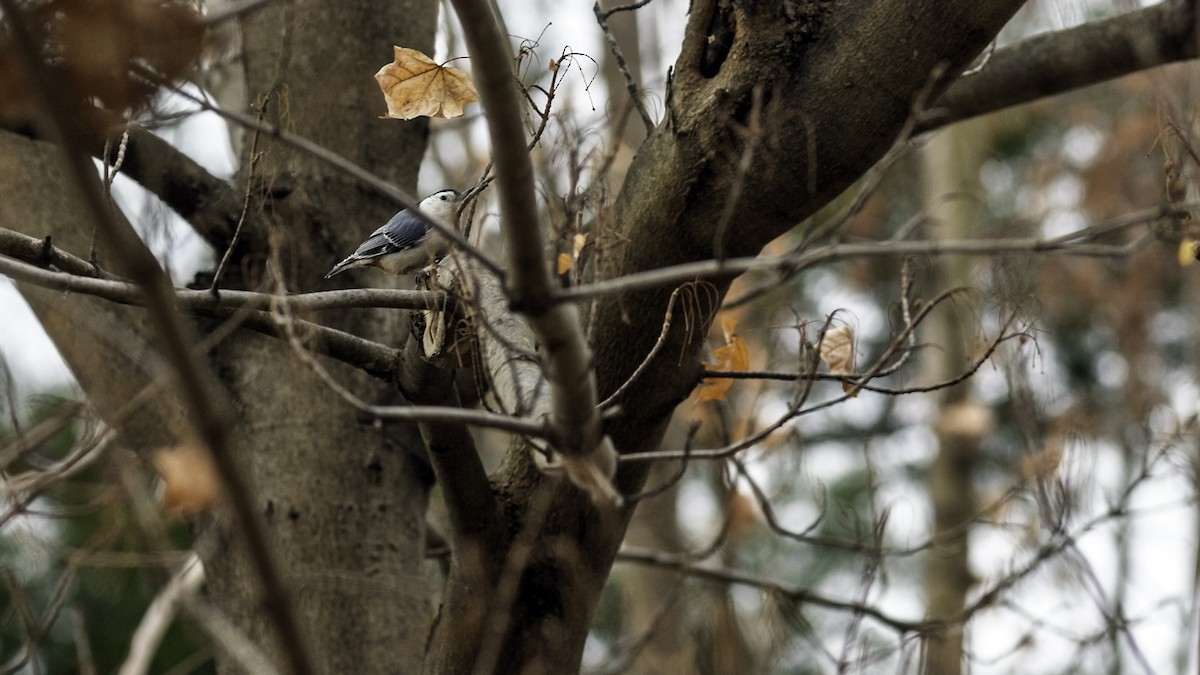 Sittelle à poitrine blanche - ML646984207