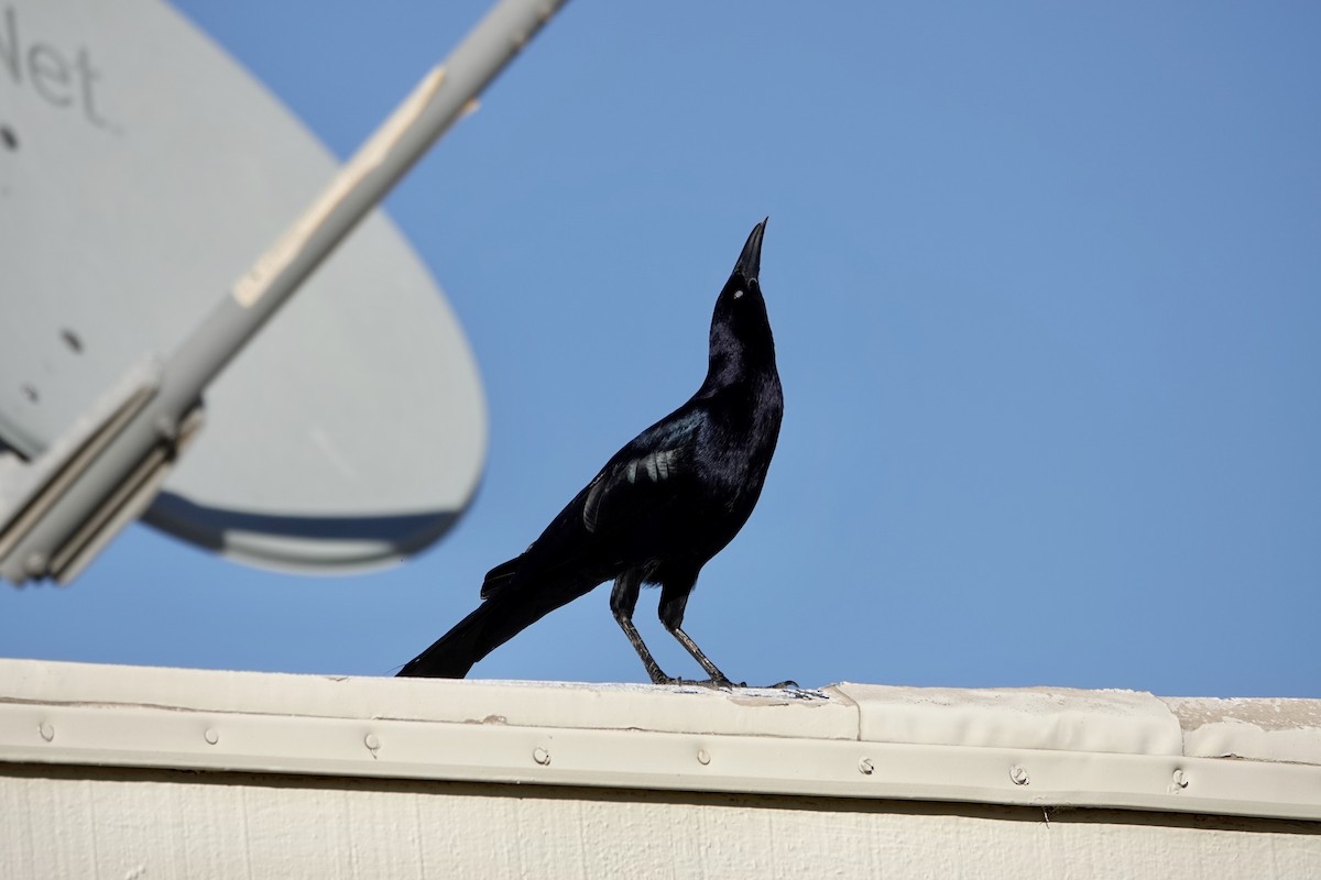 Great-tailed Grackle - ML646984209