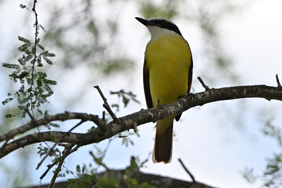 Great Kiskadee - ML646984213