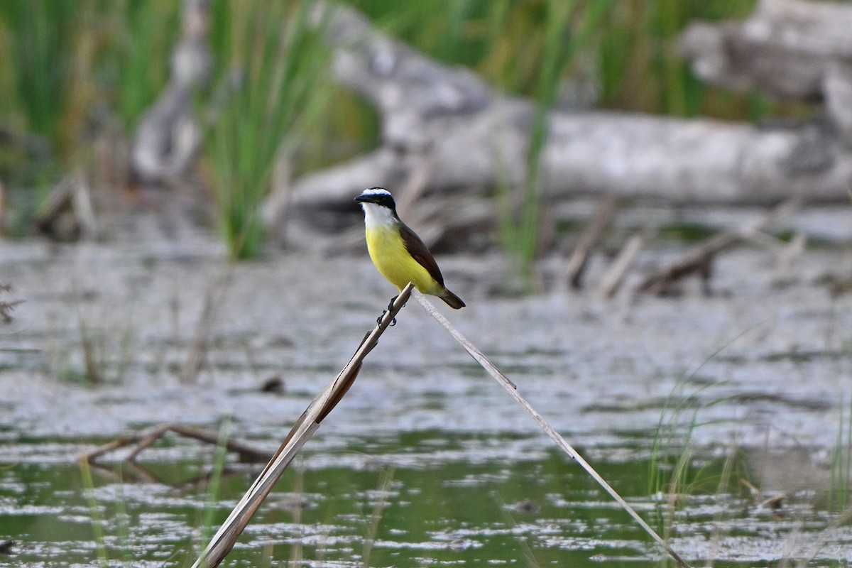 Great Kiskadee - ML646984214