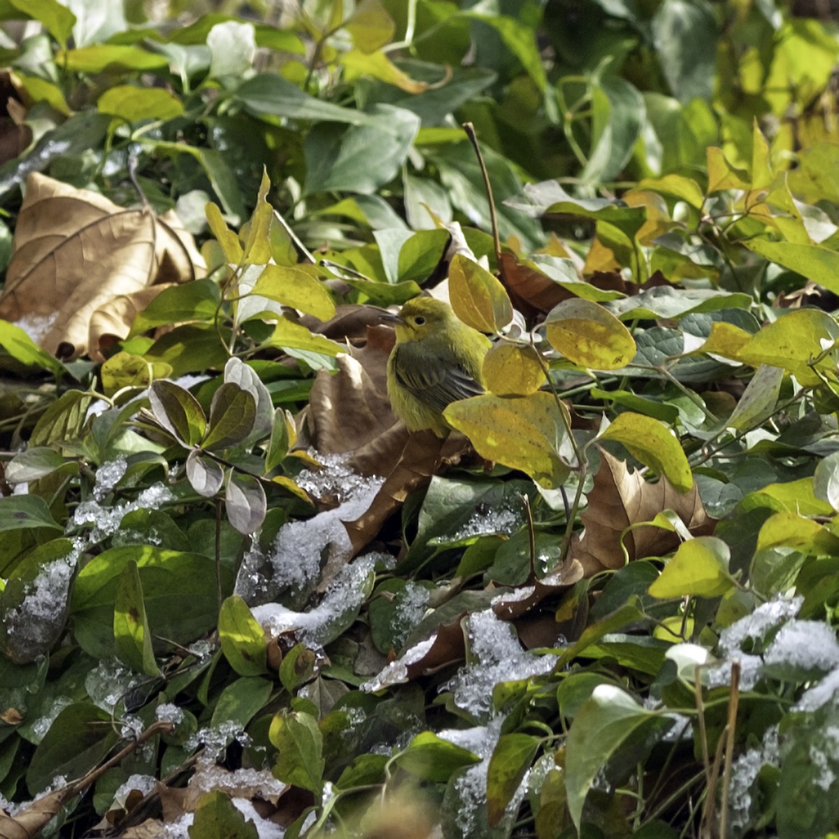 Northern Yellow Warbler - ML646984215