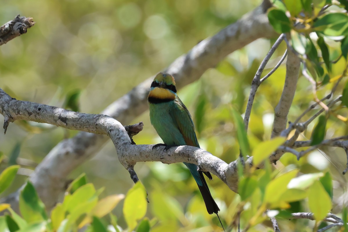 Rainbow Bee-eater - ML646984216