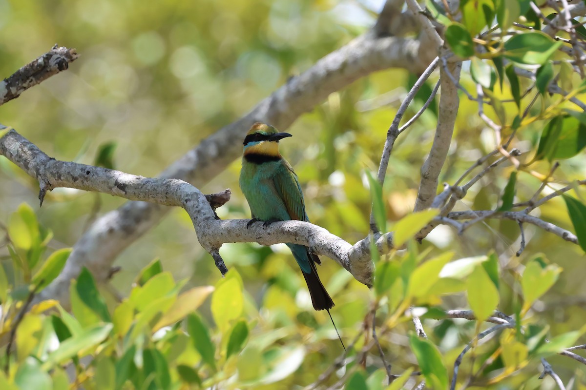 Rainbow Bee-eater - ML646984217