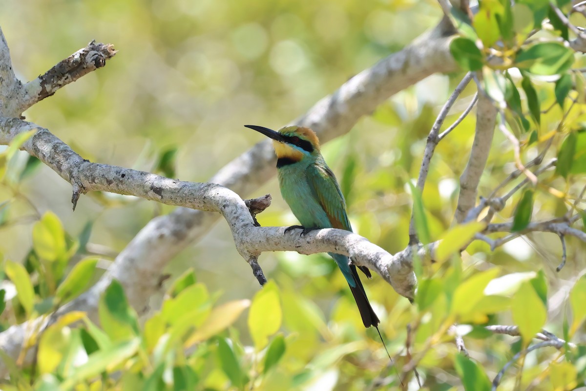 Rainbow Bee-eater - ML646984218