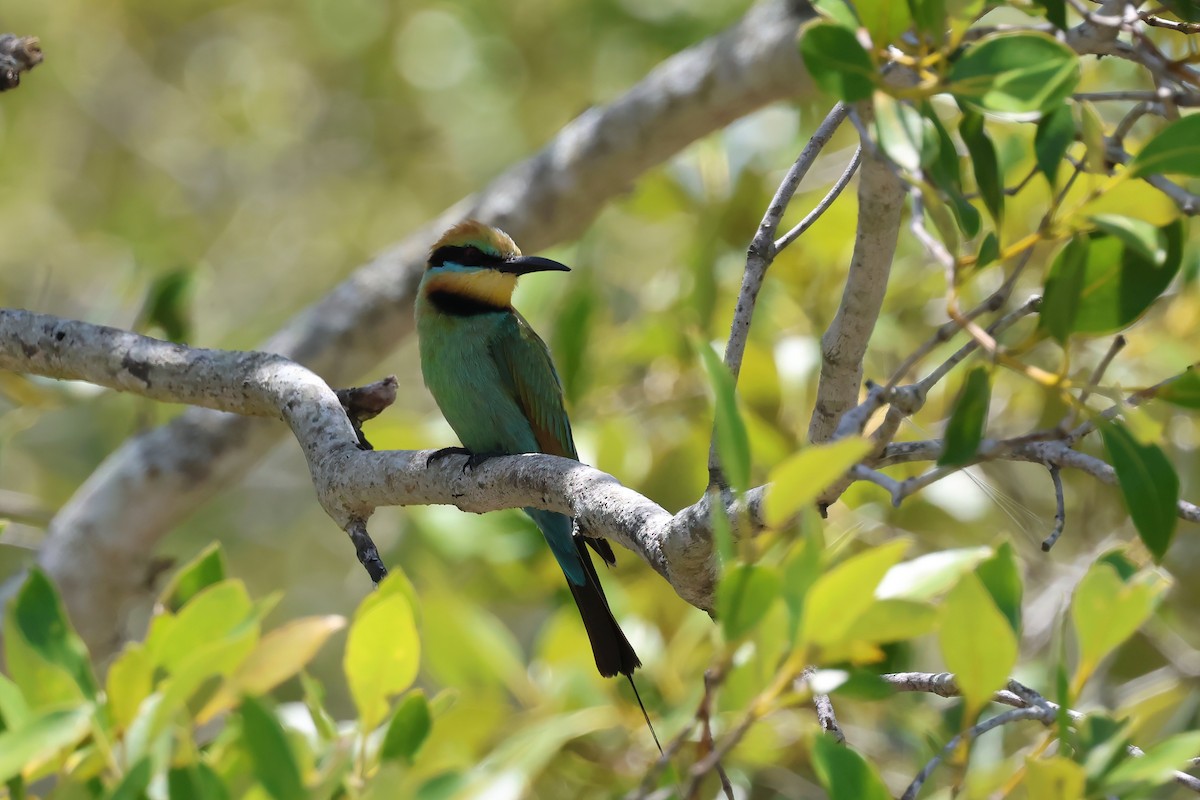 Rainbow Bee-eater - ML646984219