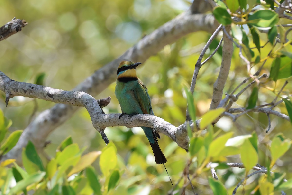 Rainbow Bee-eater - ML646984220