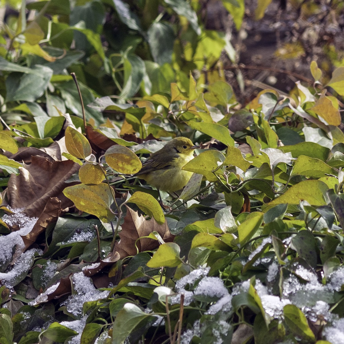 Northern Yellow Warbler - ML646984221