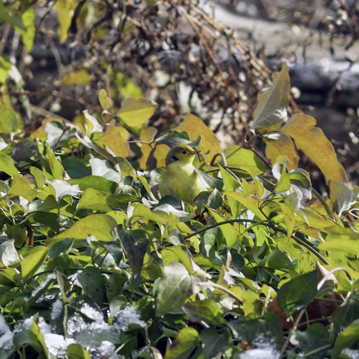 Northern Yellow Warbler - ML646984222