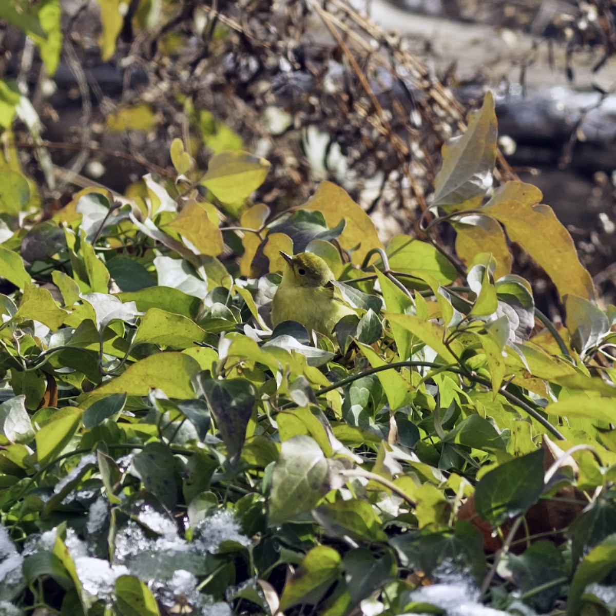 Northern Yellow Warbler - ML646984224