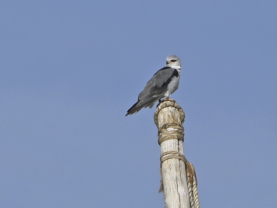 דאה שחורת-כתף - ML646984225
