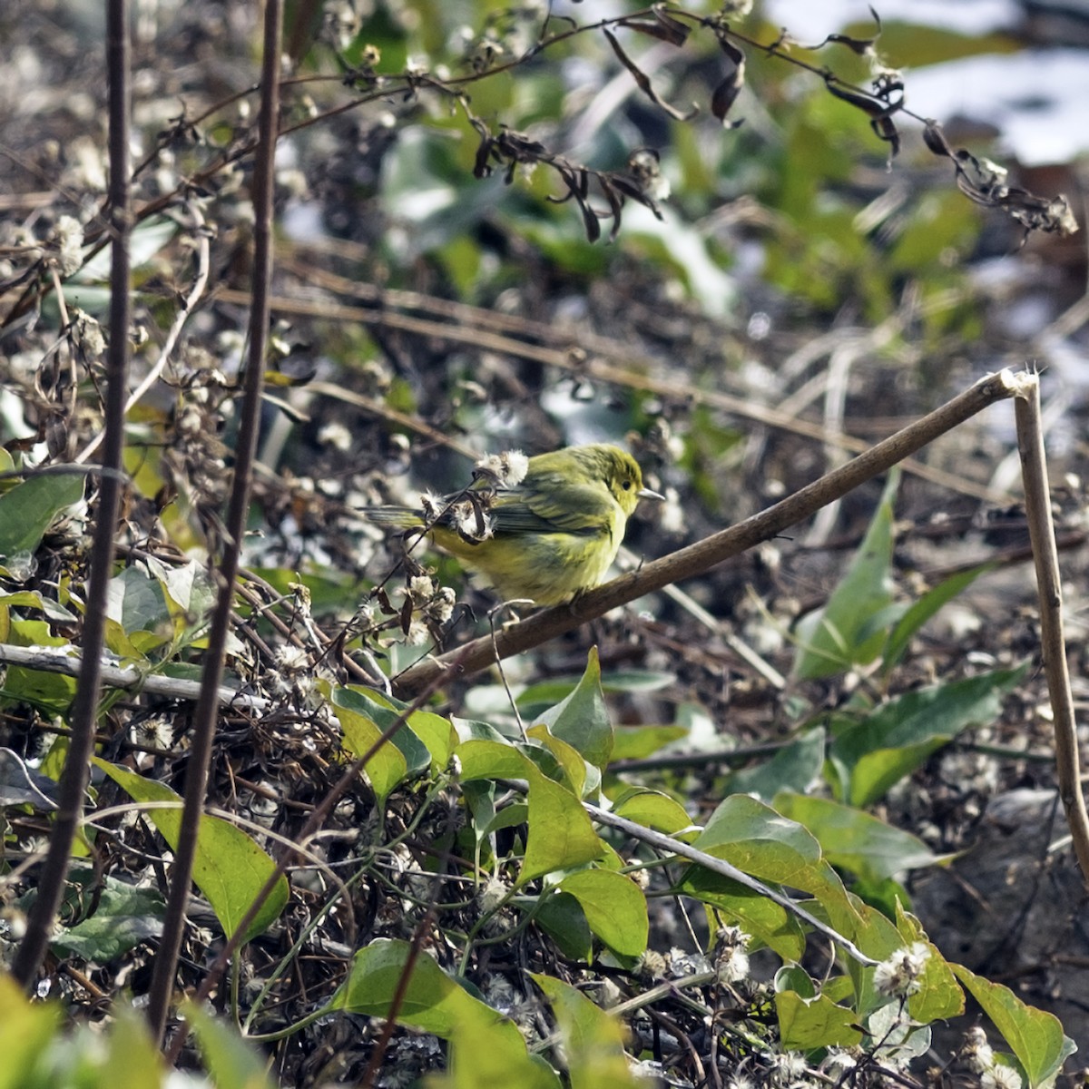Northern Yellow Warbler - ML646984226