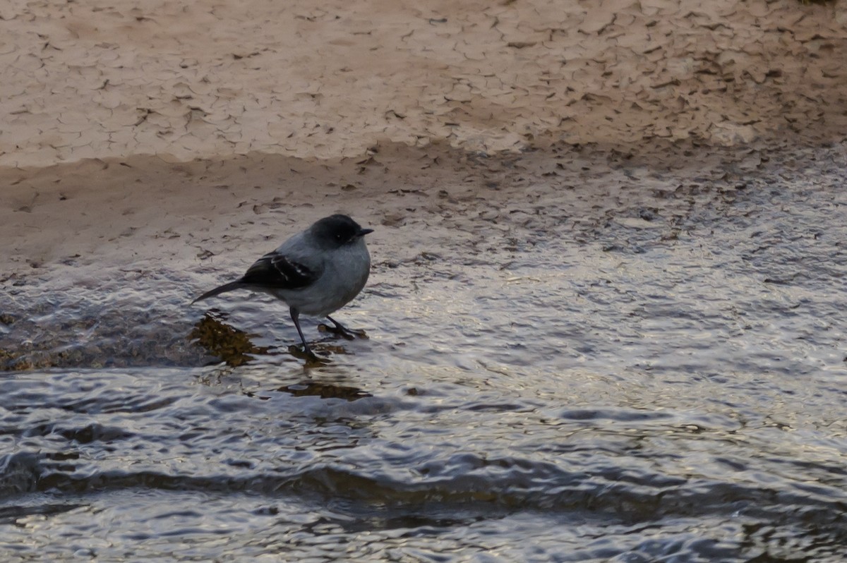 Torrent Tyrannulet - ML646984227