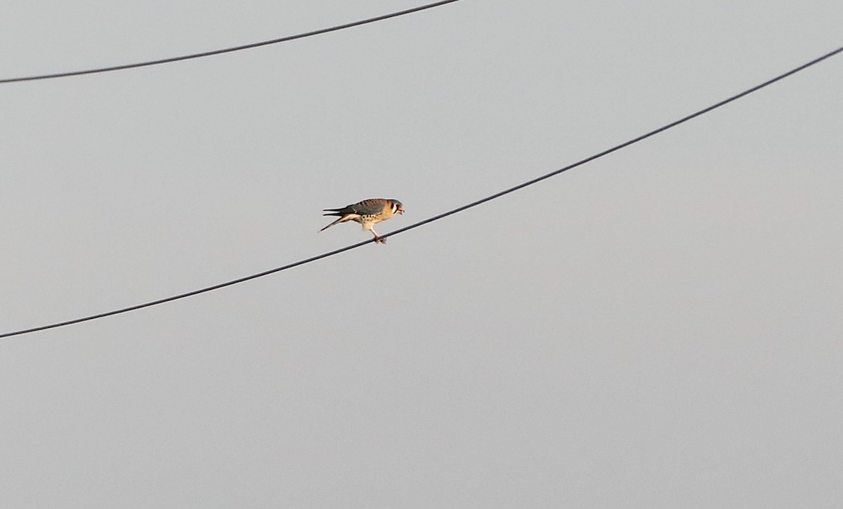 בז אמריקני - ML646984228