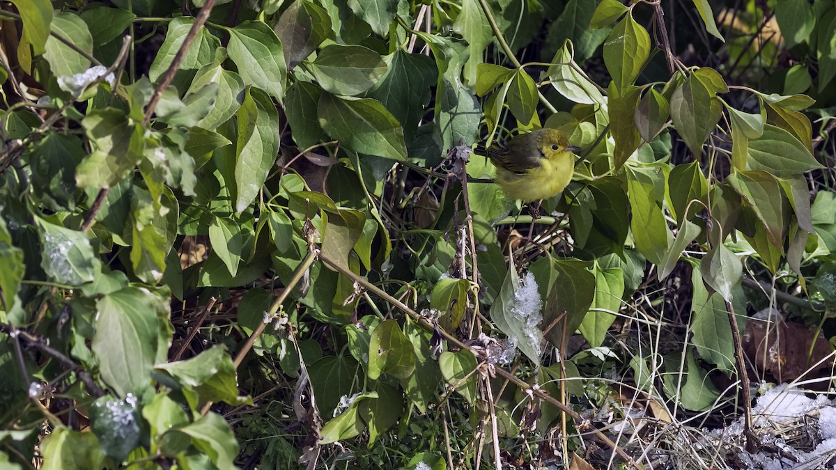 Northern Yellow Warbler - ML646984229