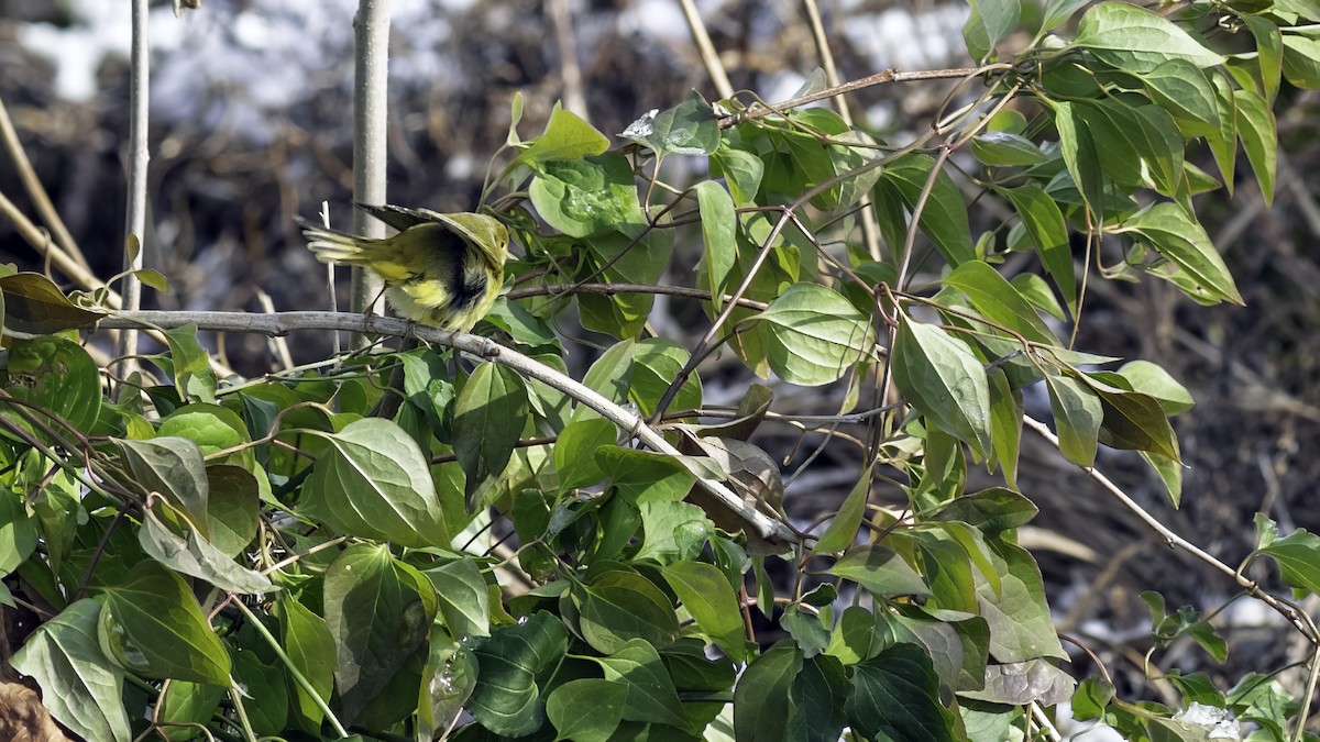 Northern Yellow Warbler - ML646984230