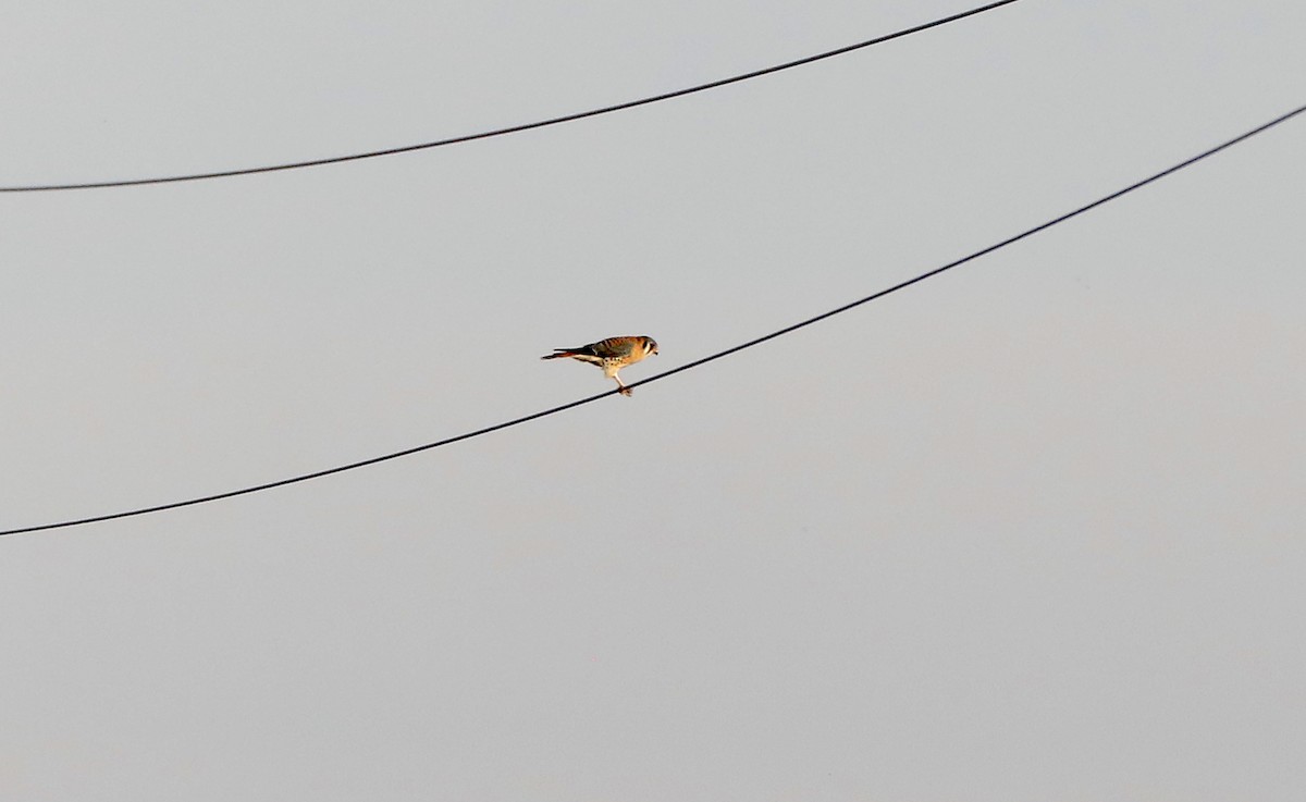 בז אמריקני - ML646984231