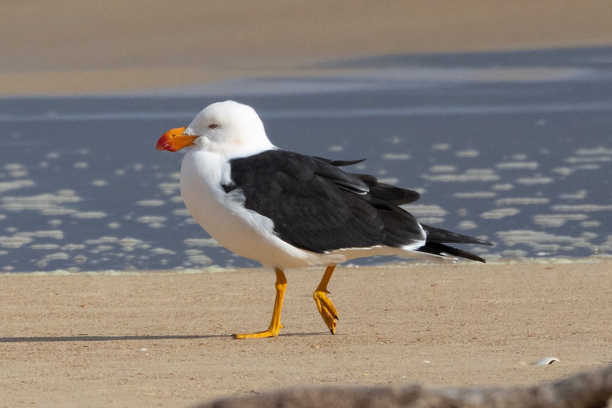 Pacific Gull - ML646984232