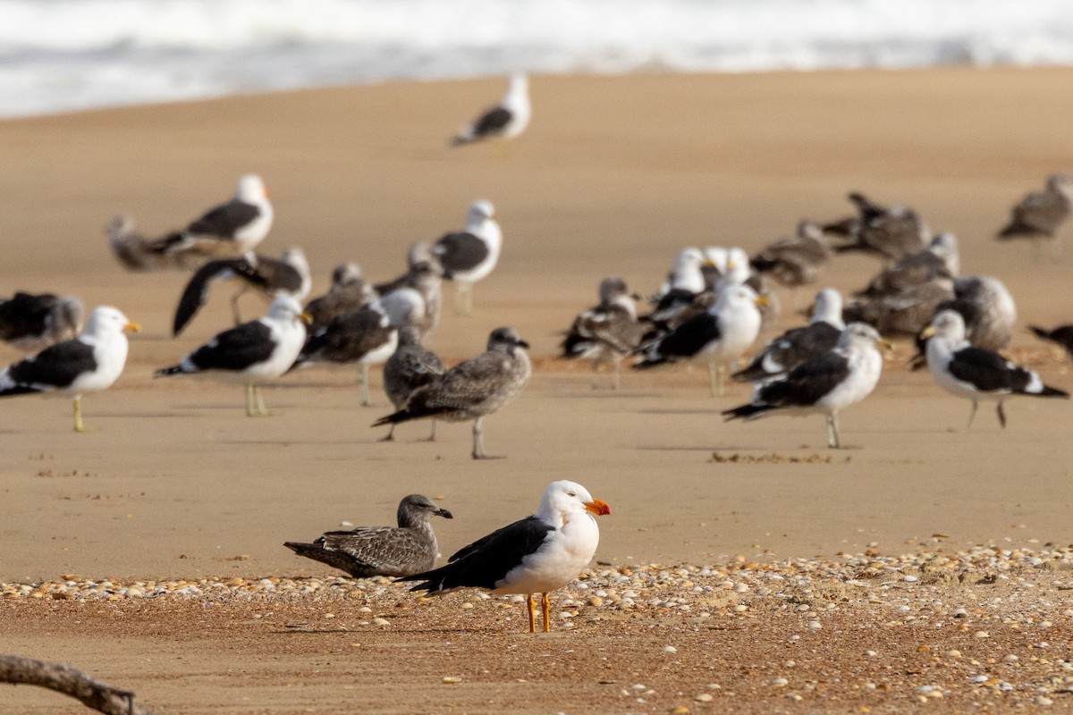 Pacific Gull - ML646984233