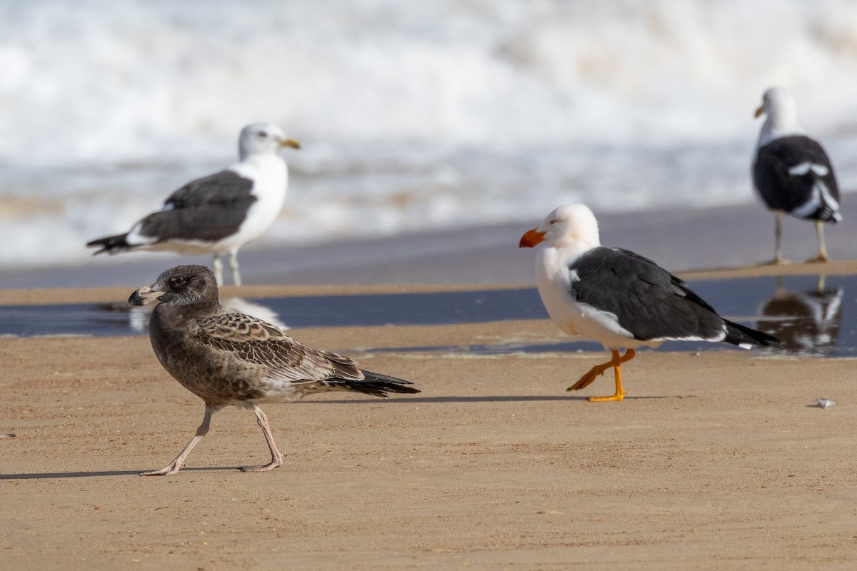 Pacific Gull - ML646984234
