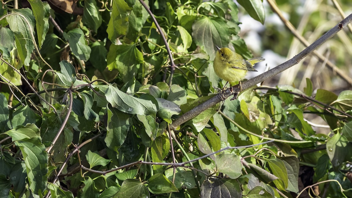Northern Yellow Warbler - ML646984235