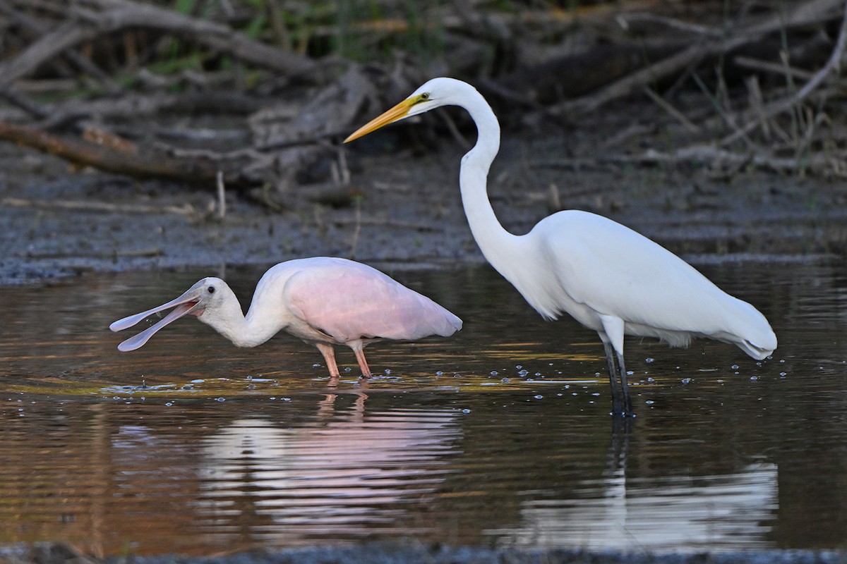 Roseate Spoonbill - ML646984237