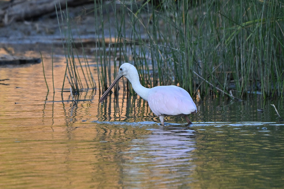 Roseate Spoonbill - ML646984238