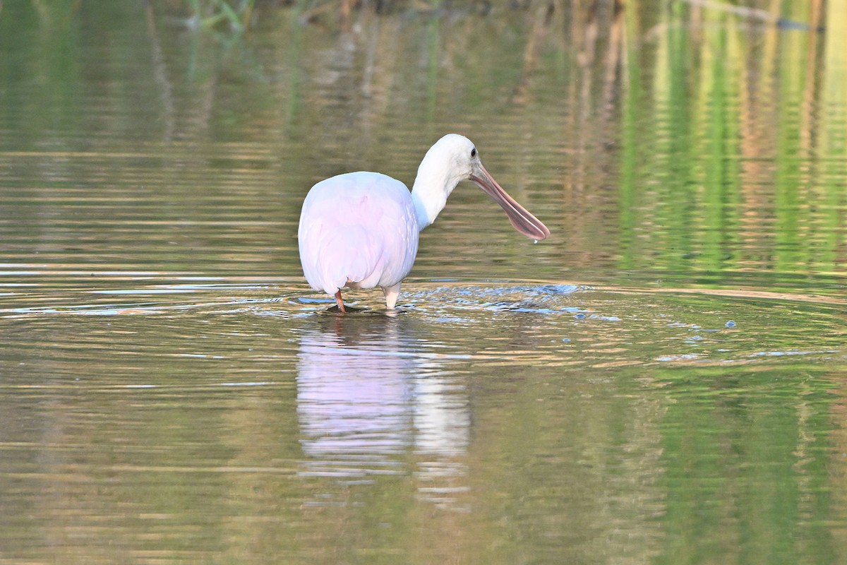 Roseate Spoonbill - ML646984239