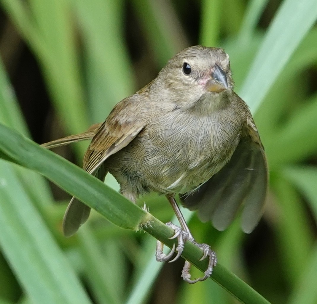 Dull-colored Grassquit - ML646984240