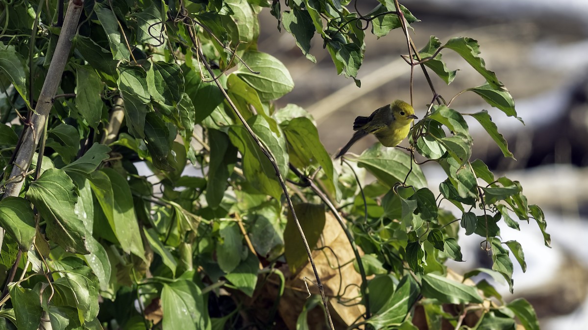 Northern Yellow Warbler - ML646984241