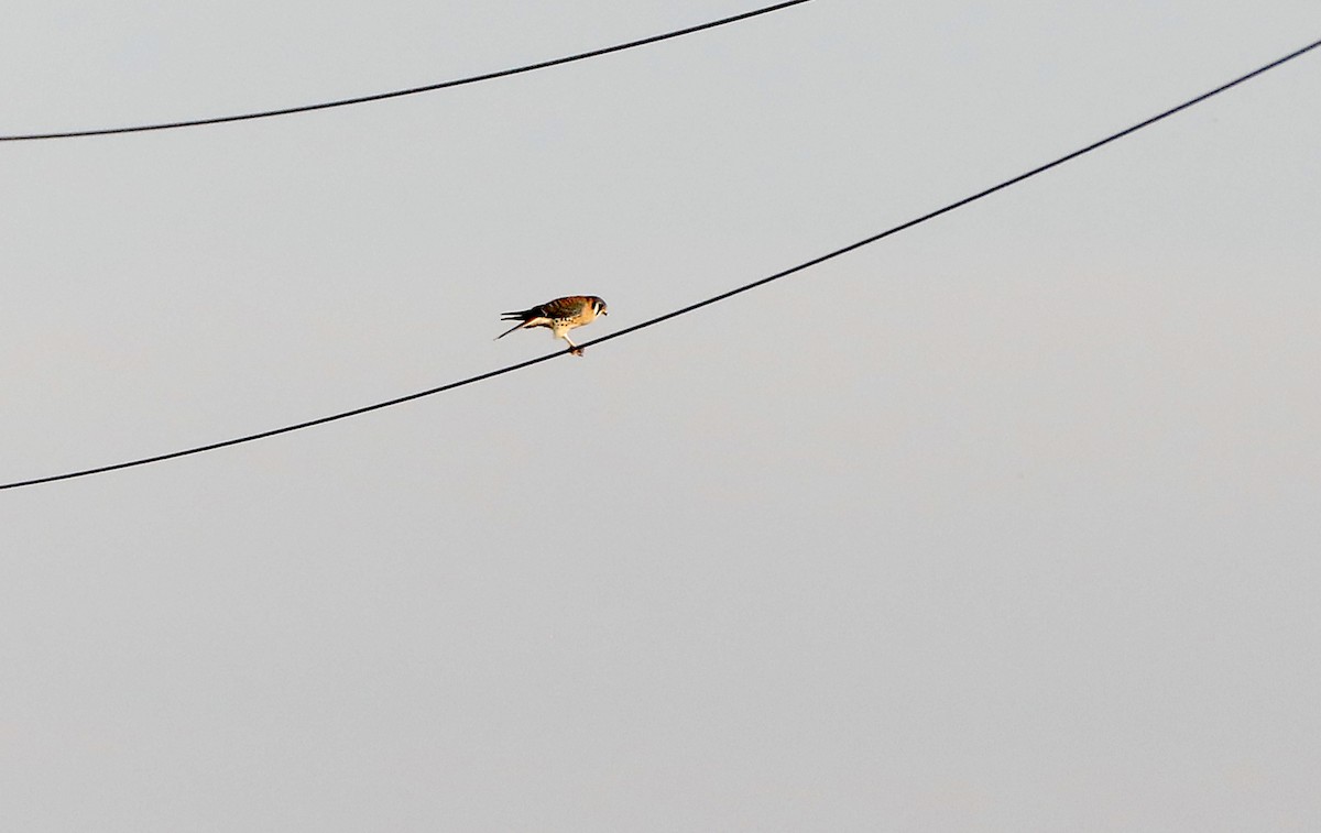 בז אמריקני - ML646984242