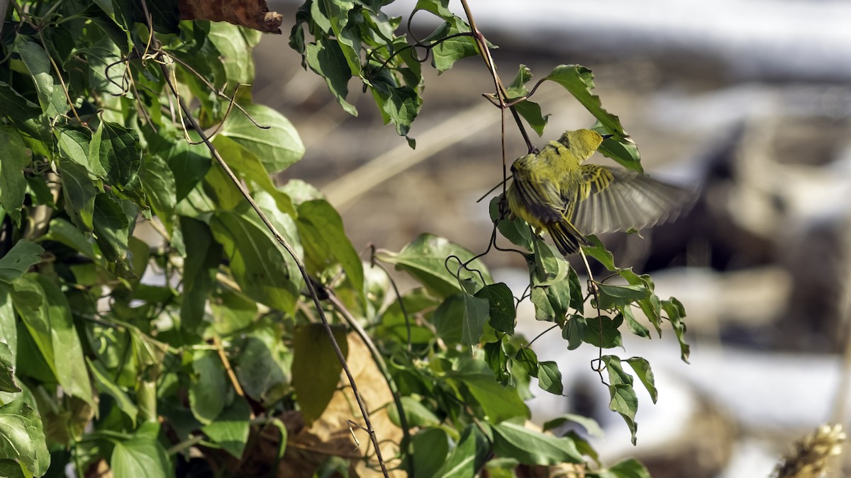 Northern Yellow Warbler - ML646984243
