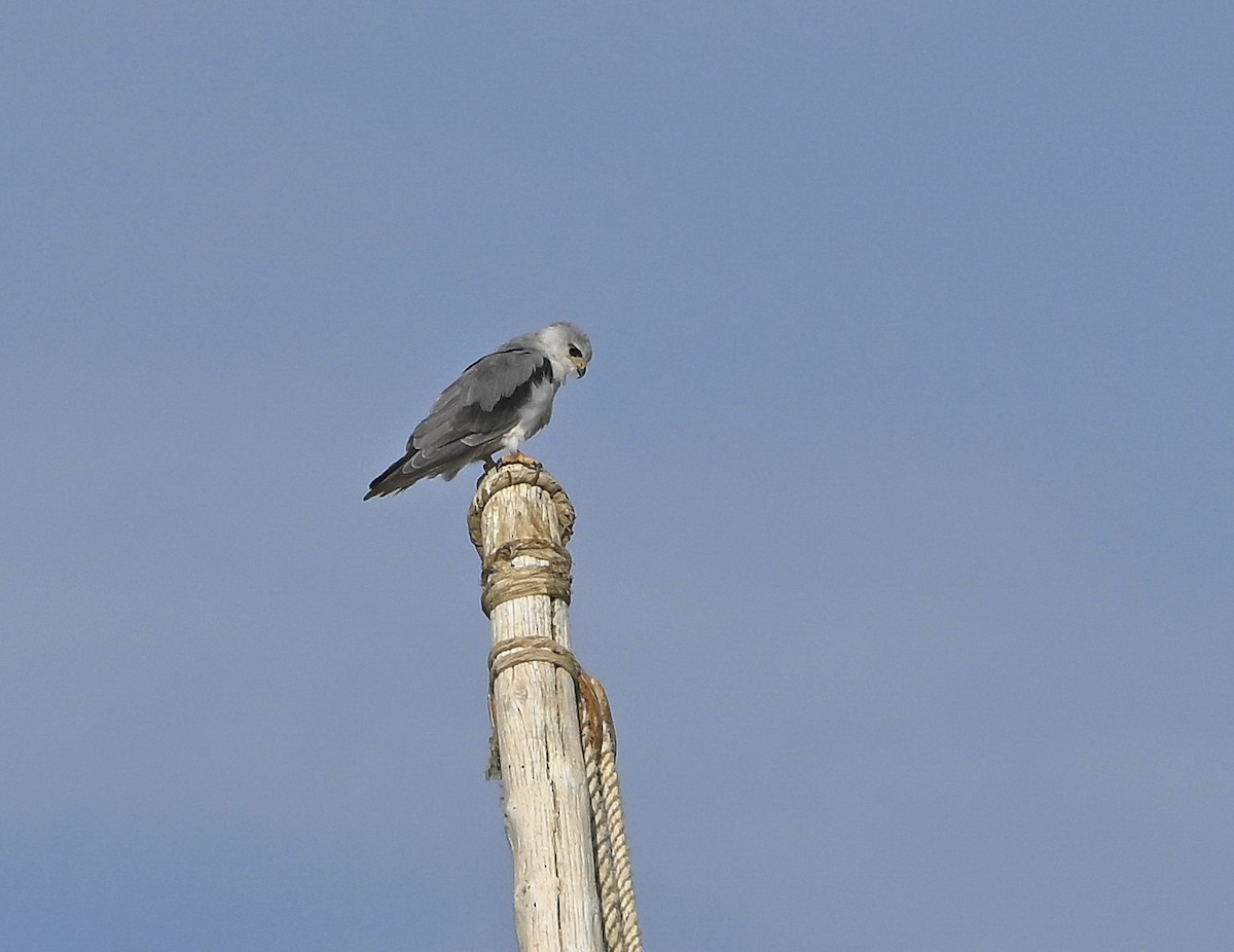 דאה שחורת-כתף - ML646984244