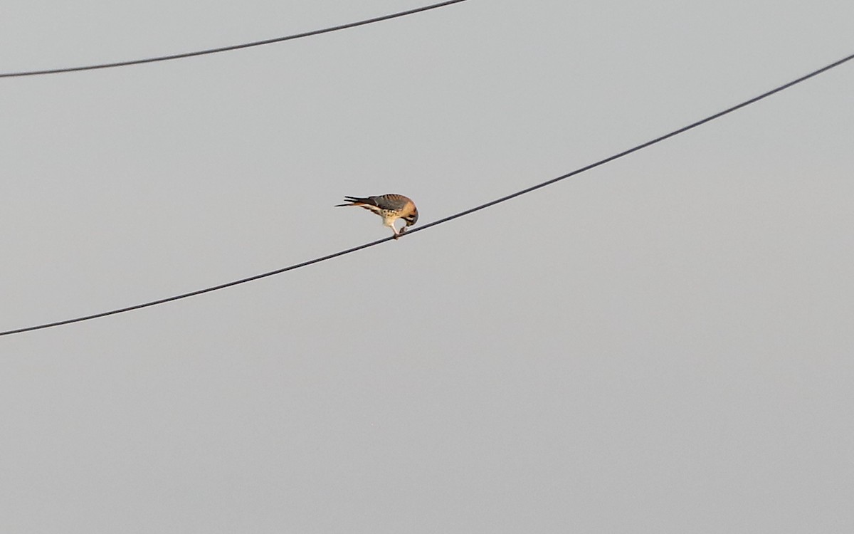 בז אמריקני - ML646984246