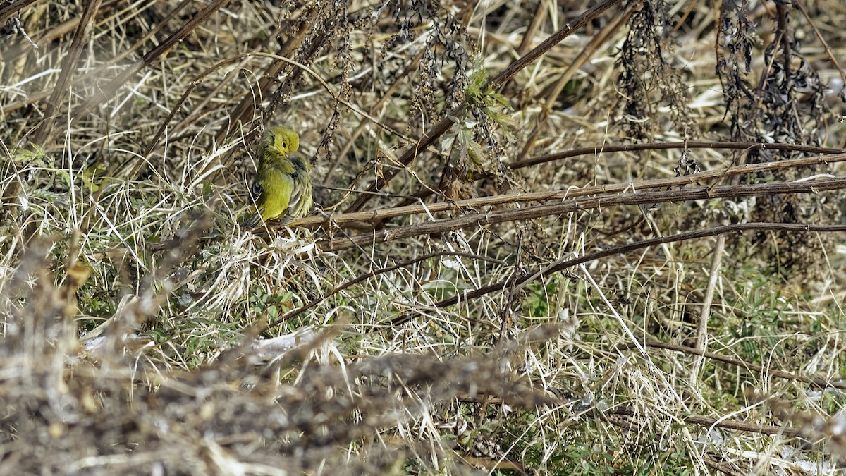 Northern Yellow Warbler - ML646984247