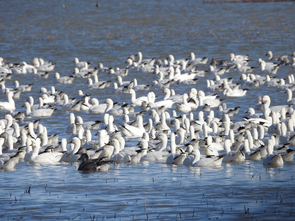 אווז שלג - ML646984251