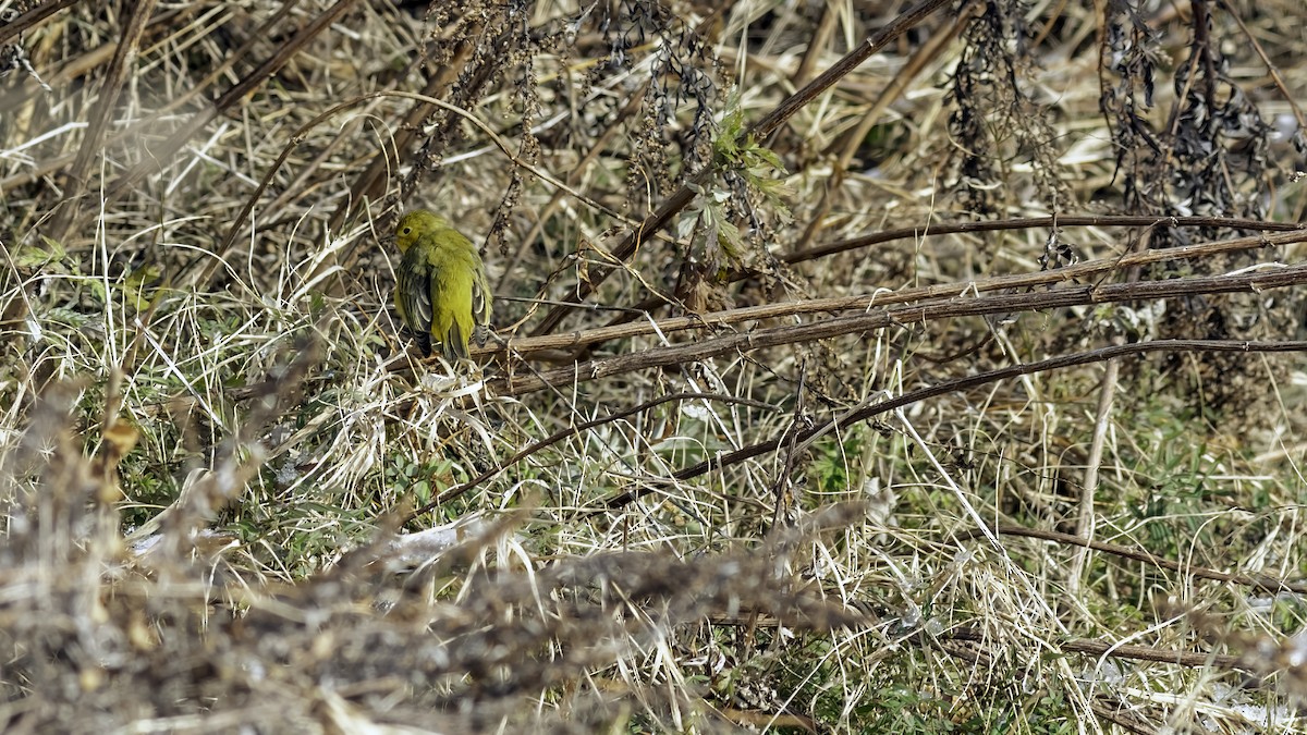 Northern Yellow Warbler - ML646984252