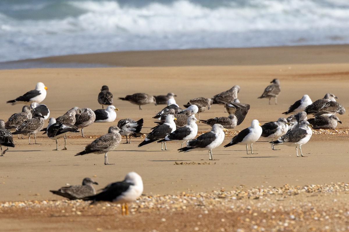 שחף דרומי - ML646984255