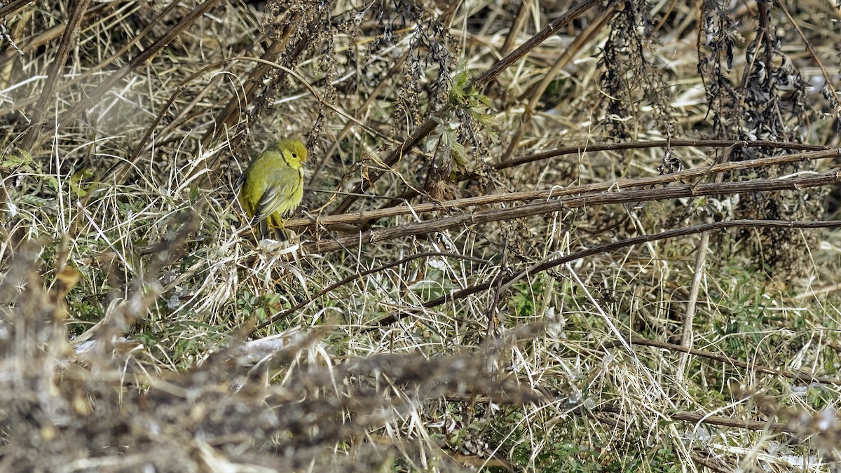 Northern Yellow Warbler - ML646984256