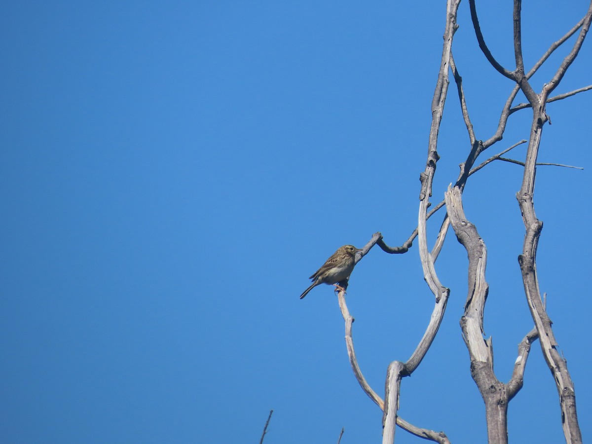 Australian Pipit - ML646984257
