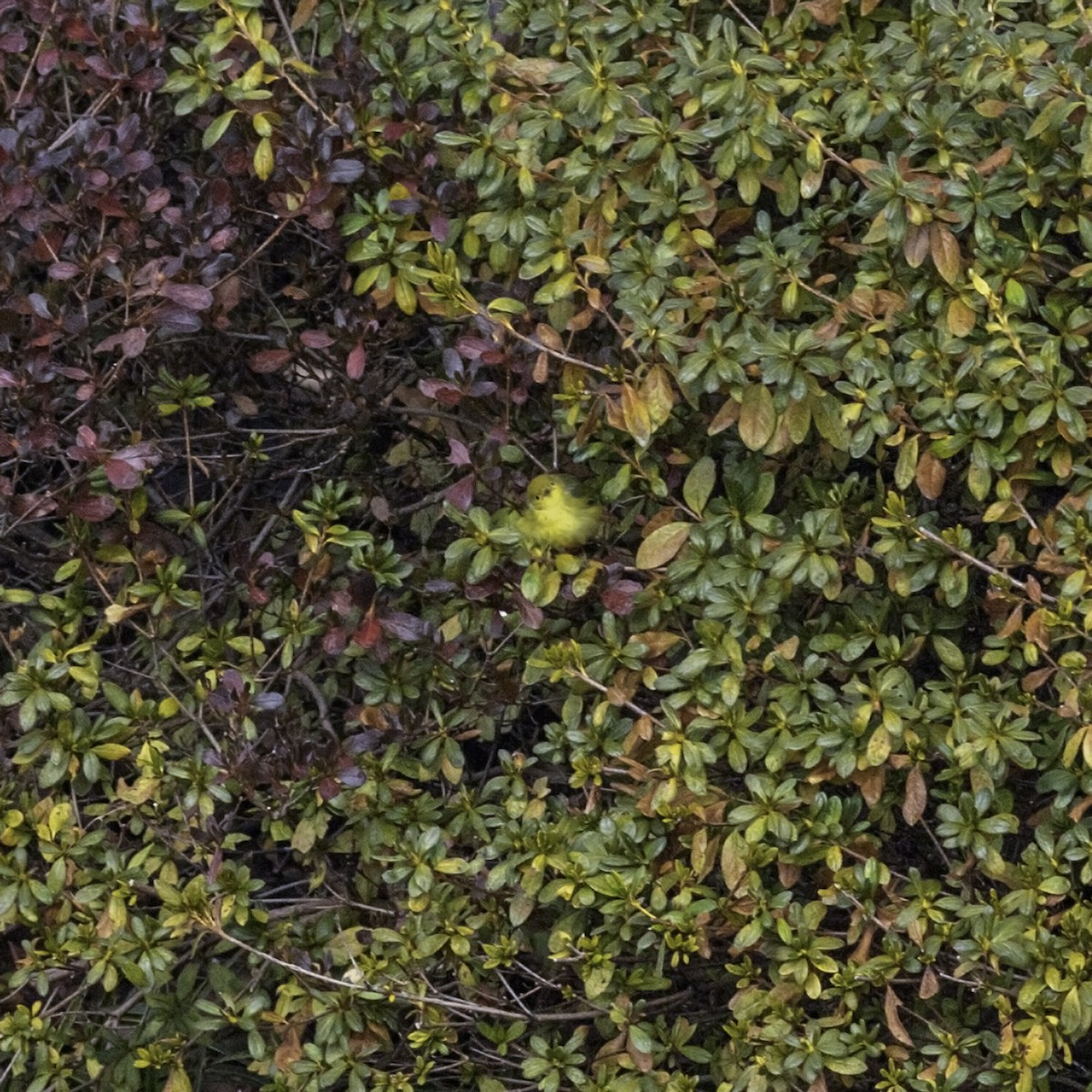 Northern Yellow Warbler - ML646984258