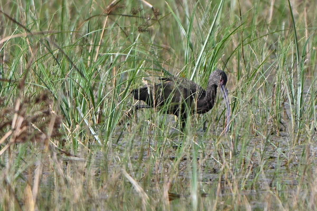 White-faced Ibis - ML646984259