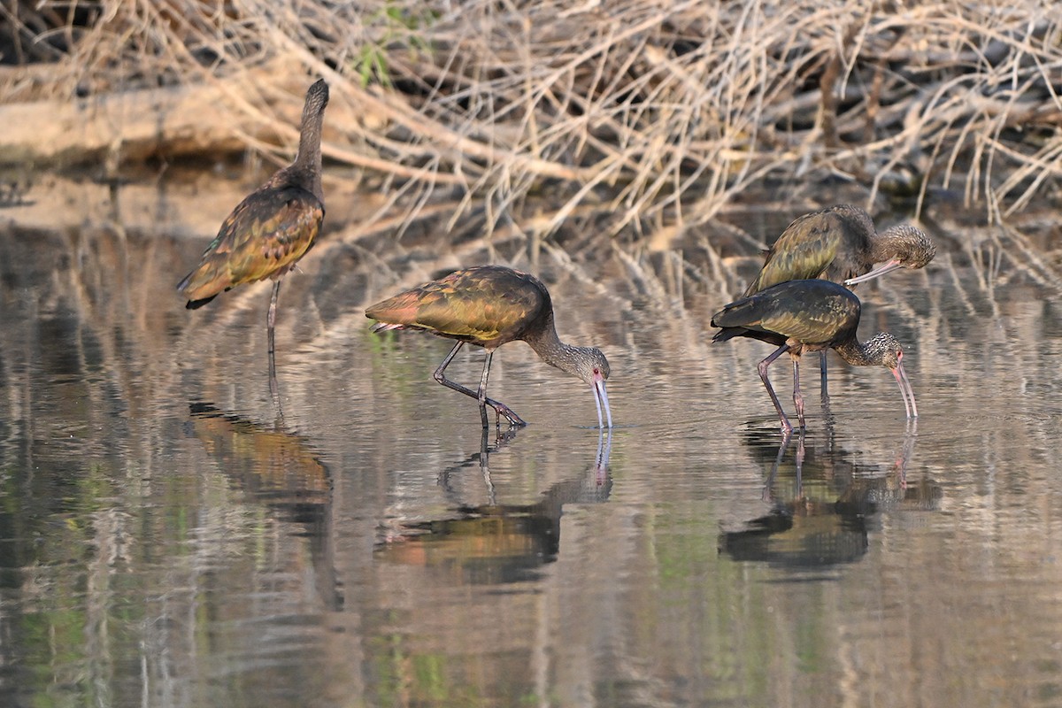 White-faced Ibis - ML646984260