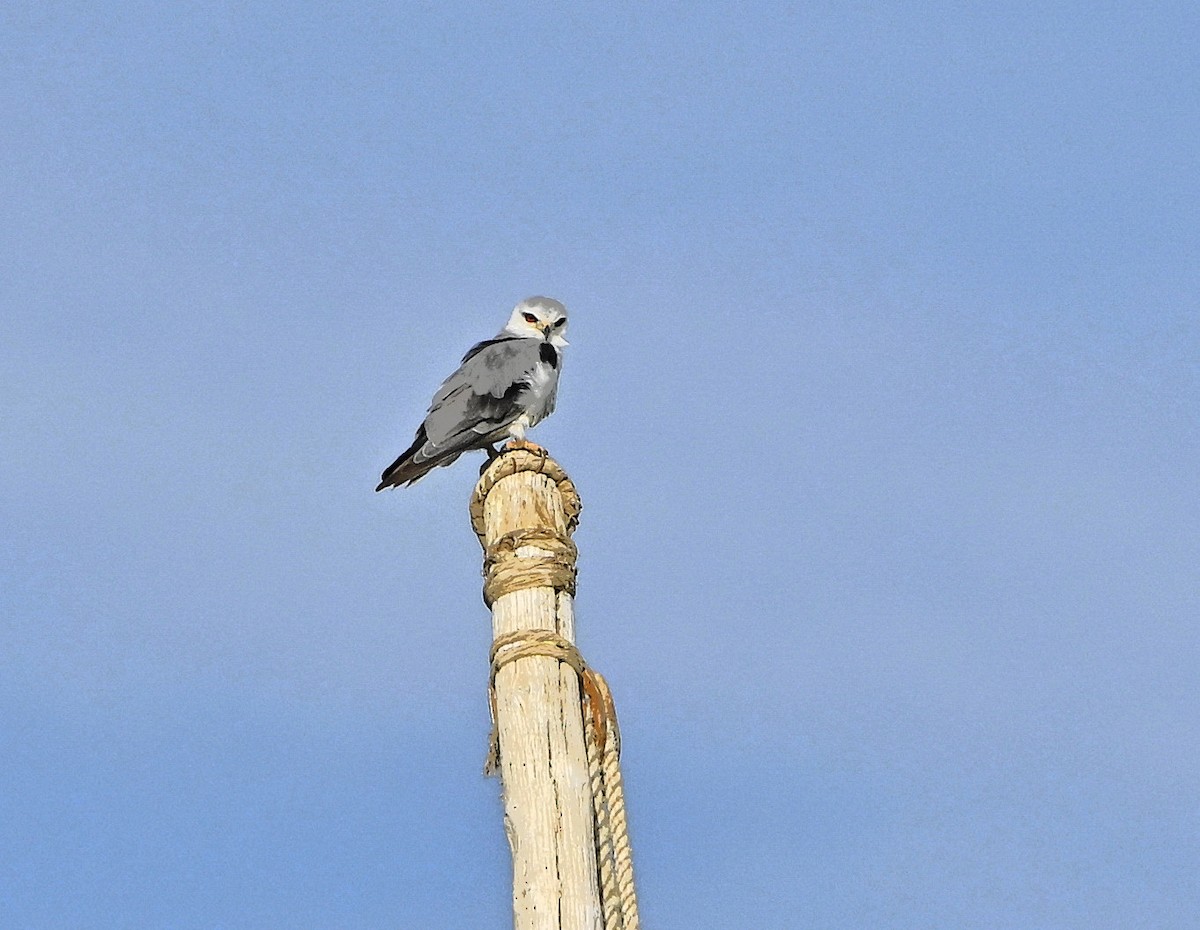 דאה שחורת-כתף - ML646984261